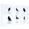 Oiseaux Indigènes Allemands - Cas pour la collection complète VIDE